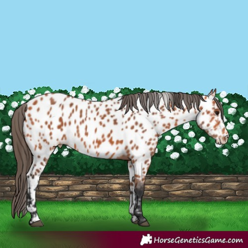 Horse Color:Bay Appaloosa