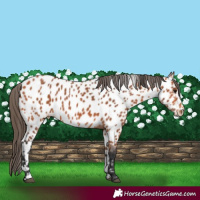 Horse Color:Bay Appaloosa