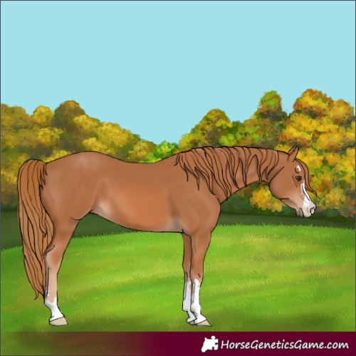Horse Color:Unknown 