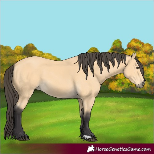 Horse Color:Buckskin 