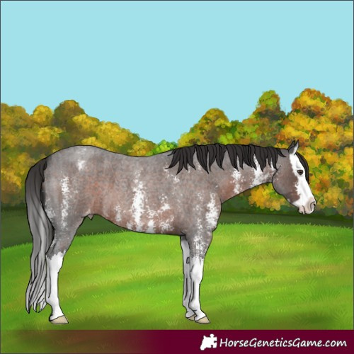 Horse Color:Liver Red Roan Sabino Splash Appaloosa 