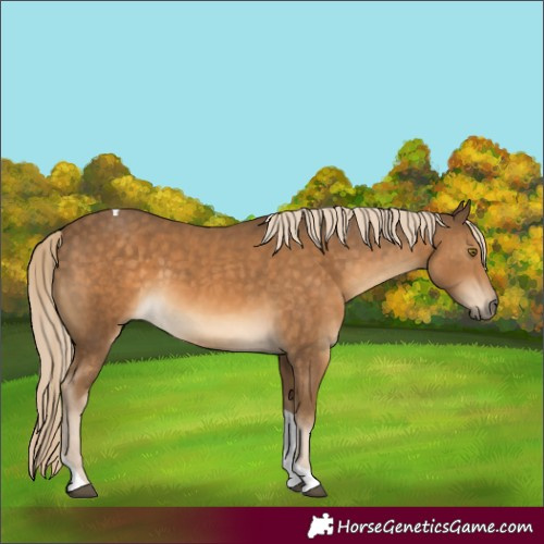 Horse Color:Chocolate Palomino Tobiano 