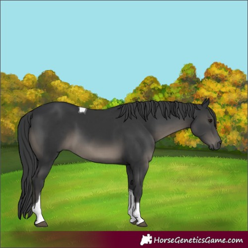 Horse Color:Black Tobiano 