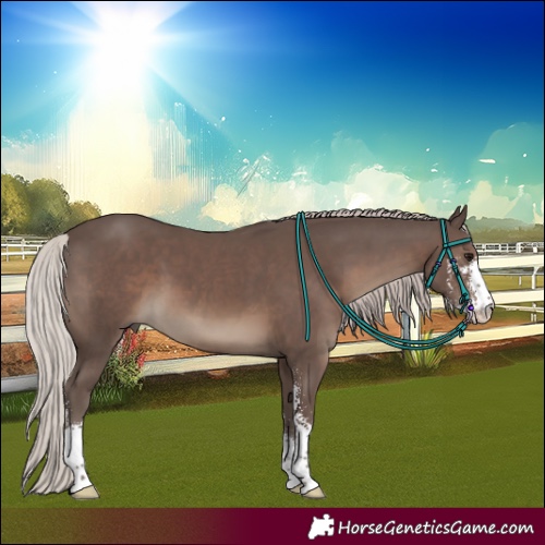 Horse Color:Silver Black Sabino 