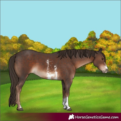 Horse Color:Liver Chestnut Sabino 