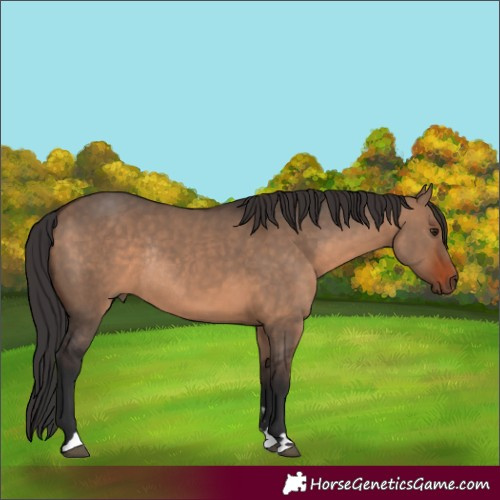 Horse Color:Brown Dun Rabicano 