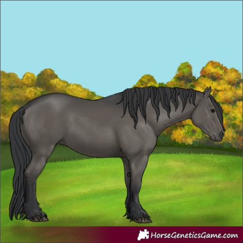 Horse Color:Black 