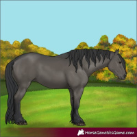 Horse Color:Black 