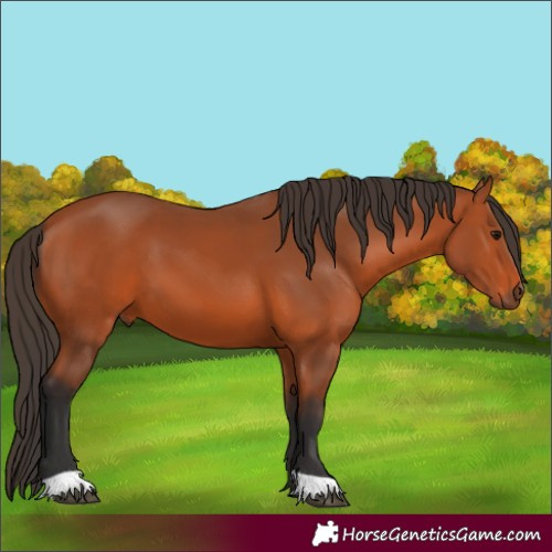 Horse Color:Bay 