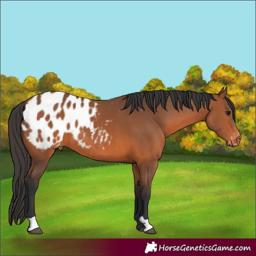 Horse Color:Bay Appaloosa