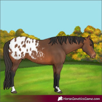 Horse Color:Bay Appaloosa