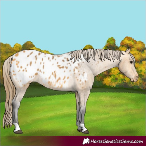 Horse Color:Buckskin Appaloosa 