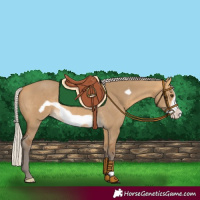 Horse Color:Silver Buckskin Dun Frame 