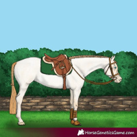 Horse Color:Buckskin Roan Pearl Dun 
