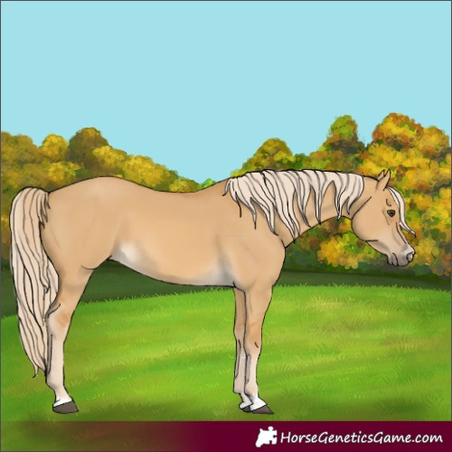 Horse Color:Palomino Dun 