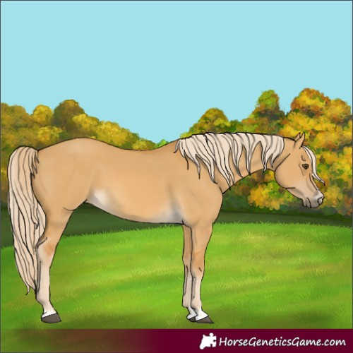 Horse Color:Palomino Dun 