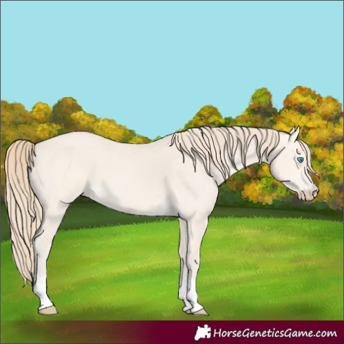 Horse Color:Perlino Dun 