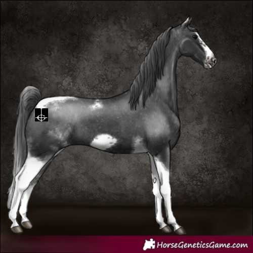 Horse Color:White Spotted Black Splash Tobiano Frame Varnish