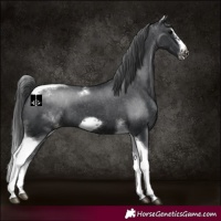 Horse Color:White Spotted Black Splash Tobiano Frame Varnish