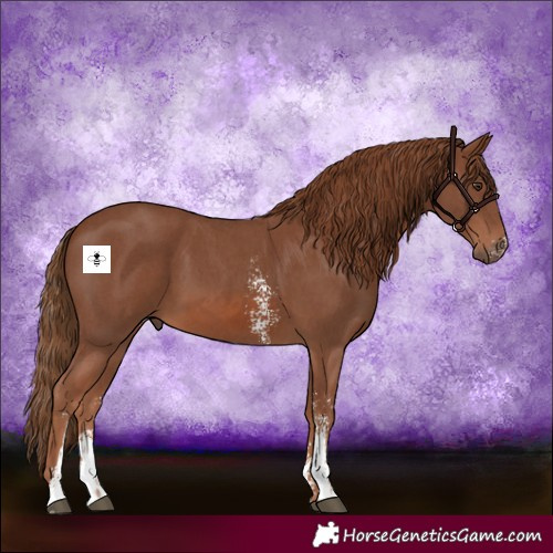 Horse Color:Chestnut Sabino