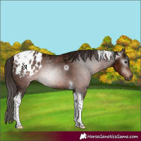 Horse Color:Gray Bay Ice Tobiano Appaloosa 