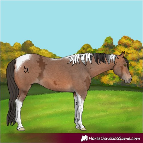 Horse Color:Bay Ice Tobiano 