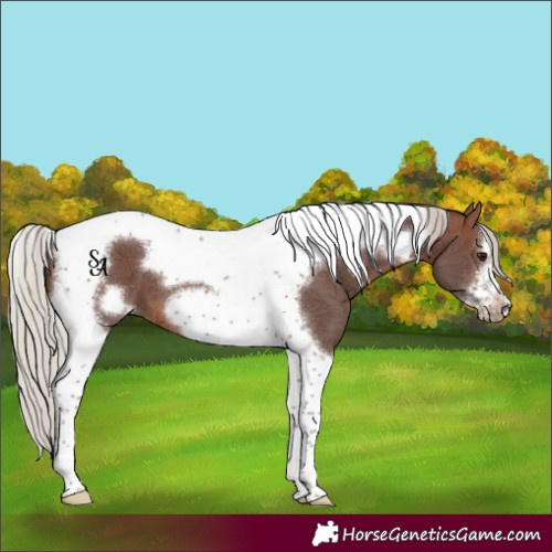 Horse Color:Silver Bay Ice Tobiano Frame 