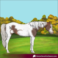Horse Color:Silver Bay Ice Tobiano Frame 