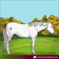 Horse Color:Gray Buckskin Ice Tobiano