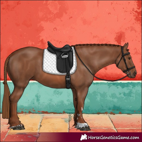 Horse Color:Chestnut 