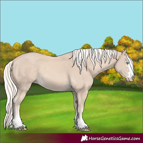 Horse Color:Unknown 