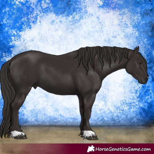 Horse Color:Liver Chestnut 