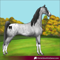 Horse Color:White Spotted Blue Roan Splash Frame Appaloosa 
