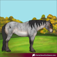 Horse Color:Bay Roan