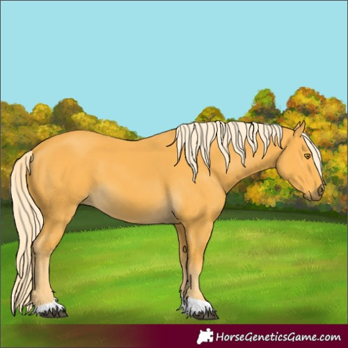 Horse Color:Unknown 