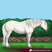 Horse Color:Cremello Dun 