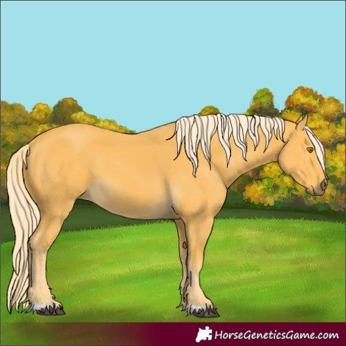 Horse Color:Palomino 
