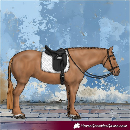 Horse Color:Chestnut 