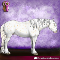 Horse Color:Palomino Appaloosa
