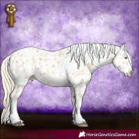 Horse Color:Palomino Appaloosa 