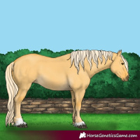 Horse Color:Palomino Dun