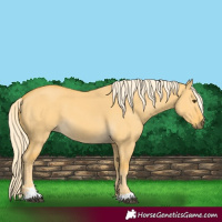 Horse Color:Palomino Dun