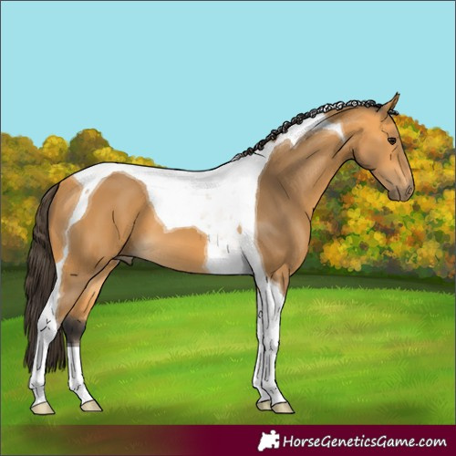Horse Color:Buckskin Tobiano 