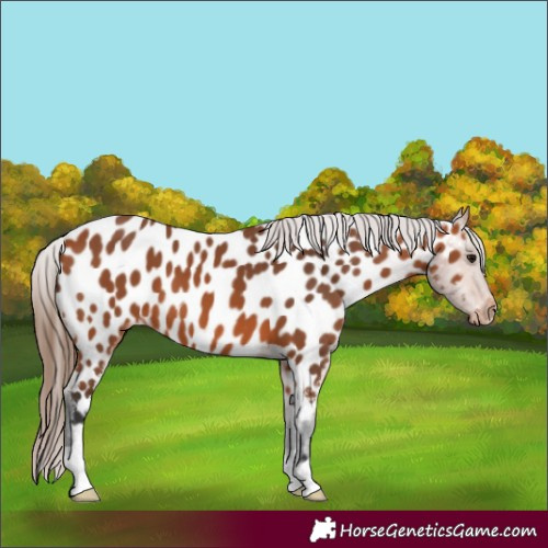 Horse Color:Bay Appaloosa 