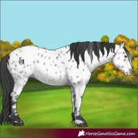 Horse Color:Platinum Brown Dun Appaloosa 