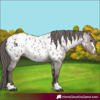 Horse Color:Platinum Liver Red Dun Appaloosa 