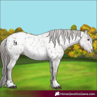 Horse Color:Platinum Liver Red Dun Appaloosa 