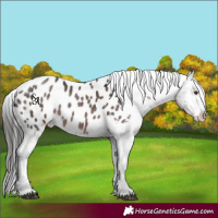 Horse Color:Platinum Liver Chestnut Appaloosa