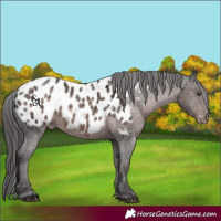 Horse Color:Platinum Liver Chestnut Appaloosa 