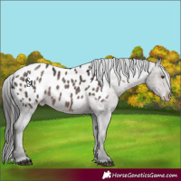 Horse Color:Platinum Liver Chestnut Appaloosa 